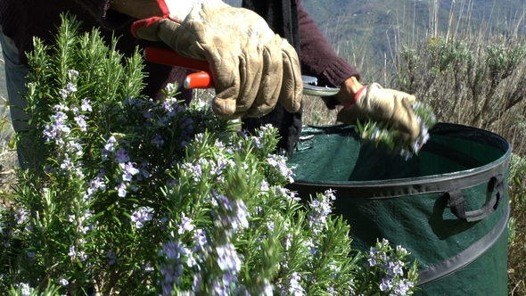 Collecting Rosemary in the Alps