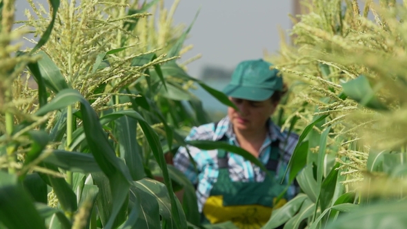 Farmer Woman Examines Corn Plants