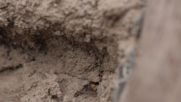 Termite Nest