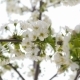 White Cherry Blossom - VideoHive Item for Sale
