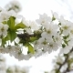 White Cherry Blossom - VideoHive Item for Sale