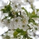 White Cherry Blossom - VideoHive Item for Sale