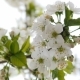 White Cherry Blossom - VideoHive Item for Sale