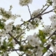 White Cherry Blossom - VideoHive Item for Sale