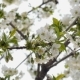 White Cherry Blossom - VideoHive Item for Sale