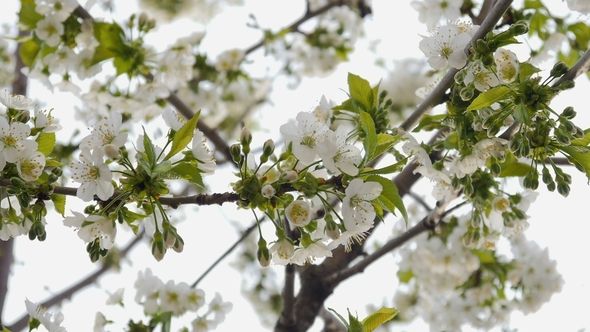 White Cherry Blossom