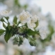 White Cherry Blossom - VideoHive Item for Sale