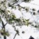 White Cherry Blossom - VideoHive Item for Sale