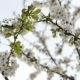 White Cherry Blossom - VideoHive Item for Sale