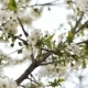 White Cherry Blossom - VideoHive Item for Sale