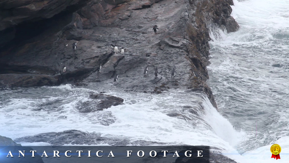 Rockhopper Penguin Jumps From Cliff