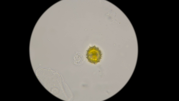 Microscopic flower pollen under microscope