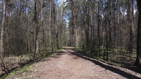 Aerial View of the Road Inside the Forest