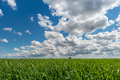 Grain field and cloudy sky - PhotoDune Item for Sale