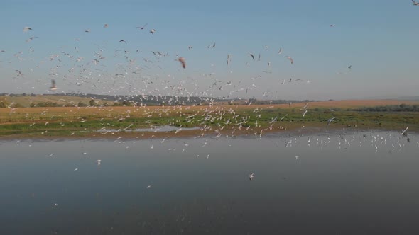 Beautiful Swamp Landscape with Flying Birds