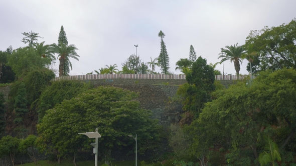 Green Trees and Plants in Park of Funshal