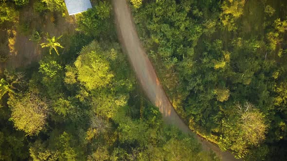 Winding dirt road in a thick tropical jungle.