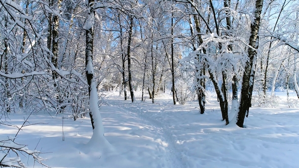 Snowy Branches in Forest. Winter Fairy Background