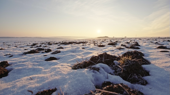 Agricultural Field of Winter Wheat Under the Snow