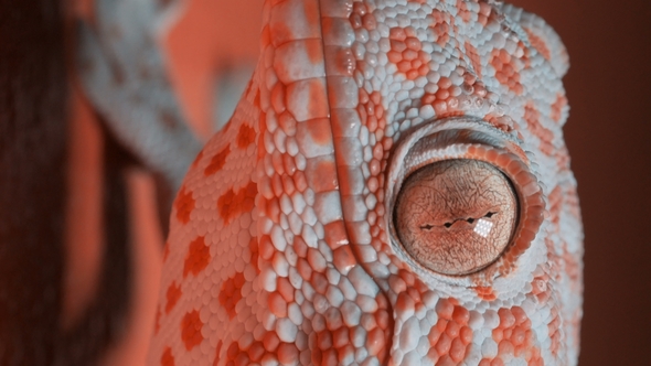 Gecko on the Orange Wall