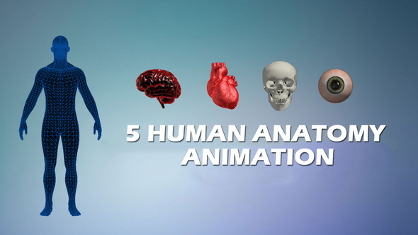 5 Human Anatomy