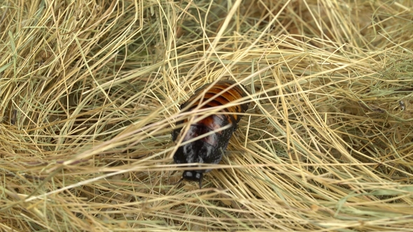 Cockroach Crawls on the Hay and Sawdust