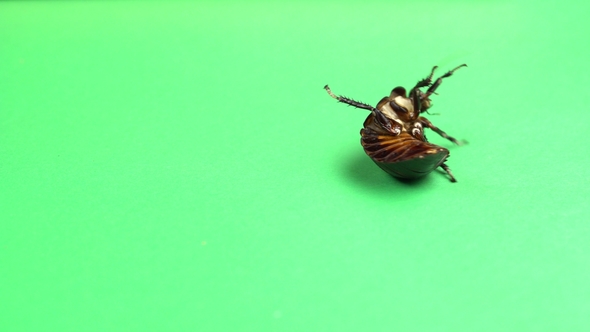 One Cockroach Spinning on Its Back and Trying To Stand on Its Paws