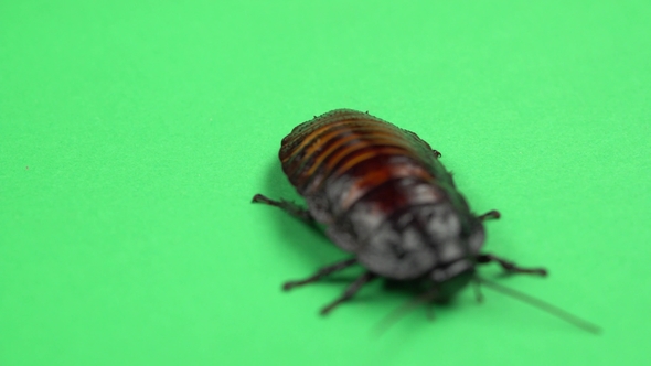 One Cockroach Spinning on Its Back and Trying To Stand on Its Paws