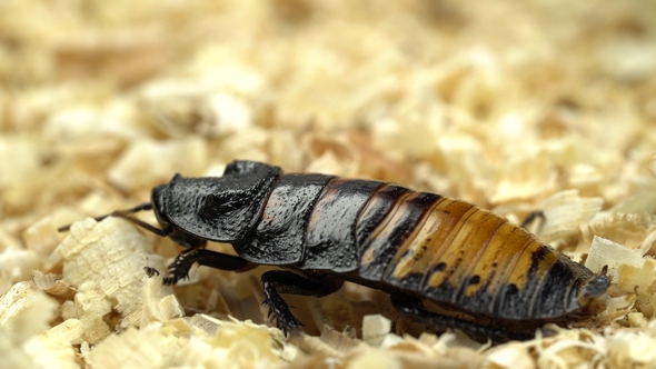 Madagascar Cockroach Creeps in the Sawdust.