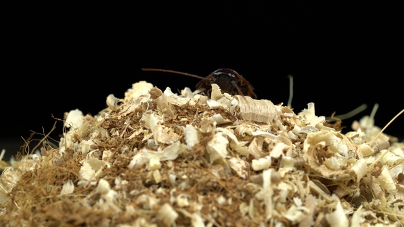 Cockroach Crawls To the Top of the Sawdust. Black Background