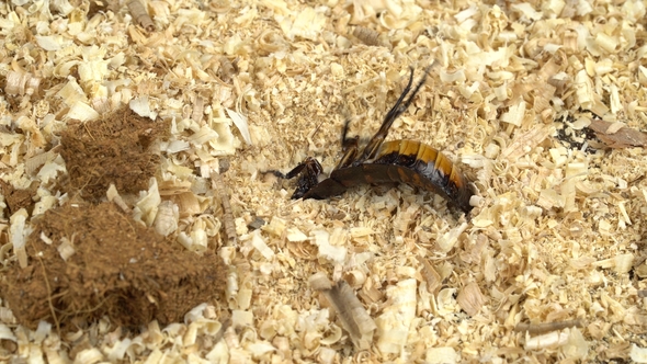 Cockroach Is Rowing in the Sawdust on the Back