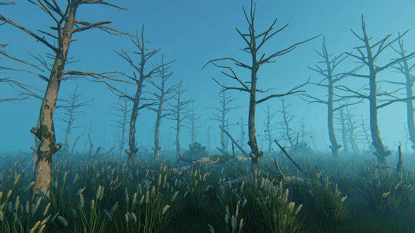 Swamp And Old Trees