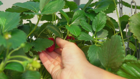 Hand Takes Strawberries with Hanging Beds
