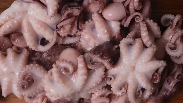 Fresh Baby Octopuses 44