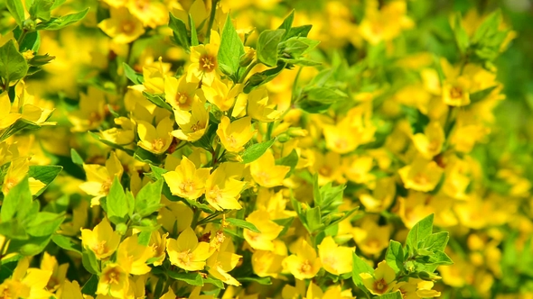 Lysimachia Vulgaris Swaying in the Wind