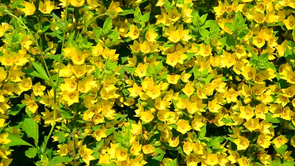 Lysimachia Vulgaris Swaying in the Wind