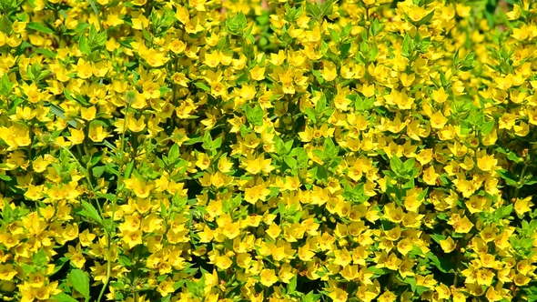 Lysimachia Vulgaris Swaying in the Wind