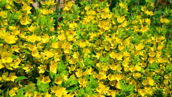 Lysimachia Vulgaris Swaying in the Wind