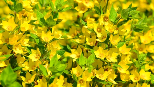 Lysimachia Vulgaris Swaying in the Wind