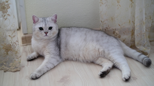 White Scottish Pristine Purebred Cat Lying on Floor in Room