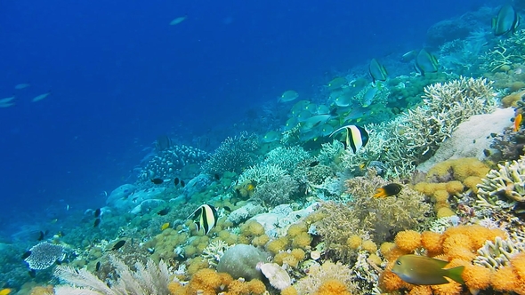Intact Coral Wall with High Density of Reef Fish. Moorish Idol