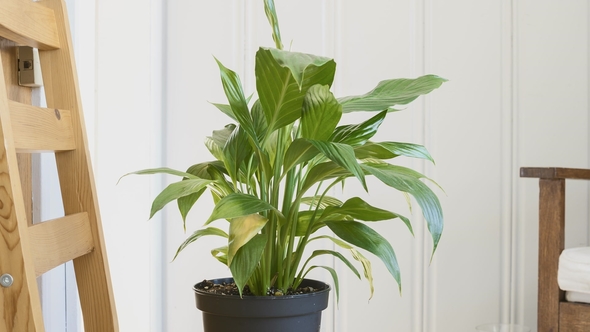 Peace Lilly Plant  After Being Watered