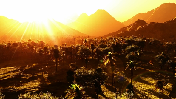 Green Forest at Sunset alt