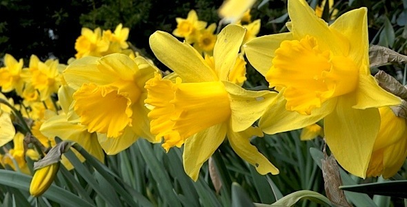 Daffodil Garden II - Pack Of 6