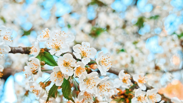 White Flowers of the Cherry Blossoms
