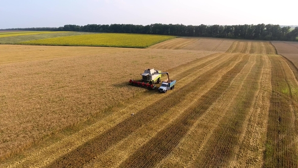  Combine Filling Truck Wheat