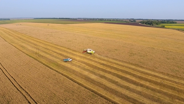 Combine Working on Wheat Field