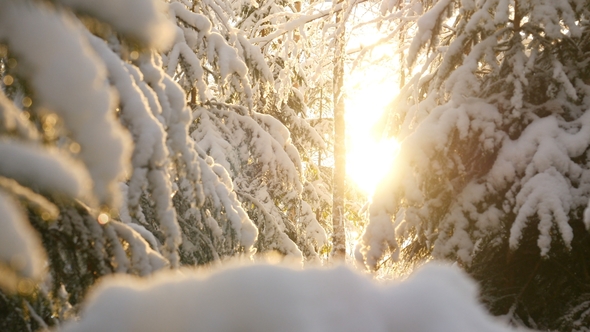 Snowy Winter Trees. Snowy Forest on Winter Time, Sun Shines in Wwinter Woods. Sun Shine Through Tree