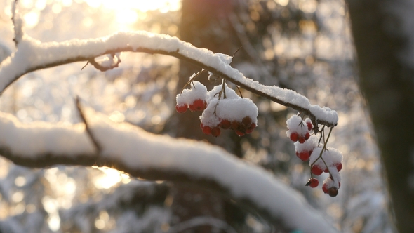 Ashberry Covered With Snow. Snowy Forest on Winter Time, Sun Shines