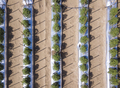 Straight down, aerial view of tomato crop growing in rows. - PhotoDune Item for Sale